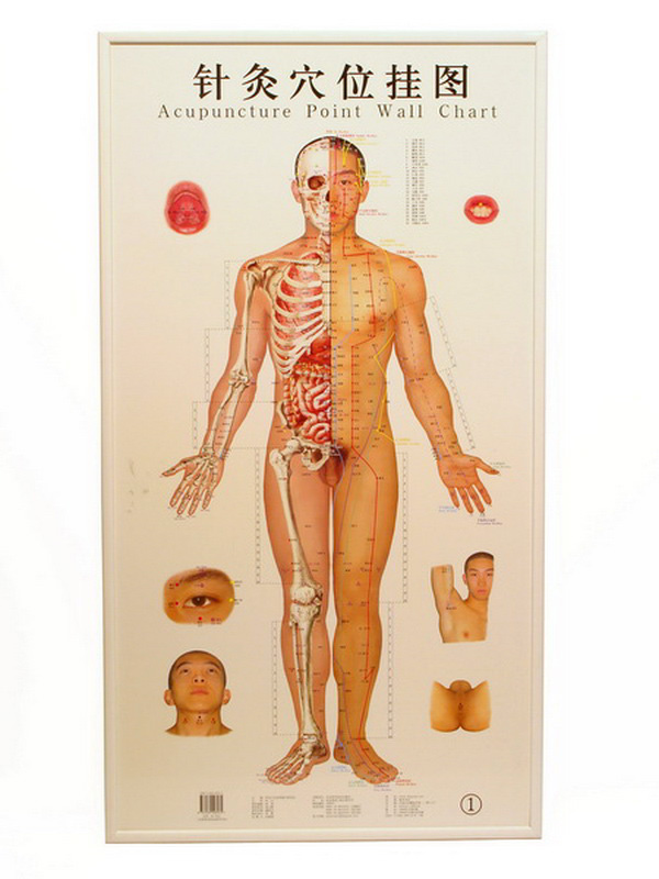 cuadro ilustracion acupuntura madera 109x59.5x1.5 1u